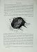 Cassell'S Birds C1870 Bird Prey Stone Owl Athene Noctua