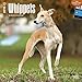 Whippets 2015 Wall Calendar