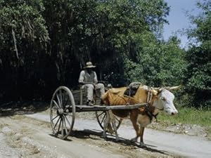 Crabber Driving a Two-Wheeled Cart Hauls His Catch to a Cannery Photographic Poster Print