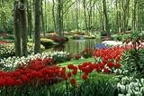 Woods and Stream, Keukenhof Gardens, Holland - 72W x 48H - Peel and Stick Wall Decal by Wallmonkeys