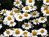 【1年間枯れ保証】【ハーブ】ジャーマンカモミール/コンパニオンプランツ　9.0cmポット