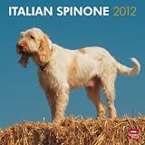 Italian Spinone 2012 Square 12x12 Wall Calendar
