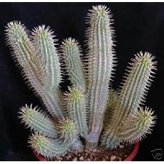 Hoodia gordonii - 10 Samen