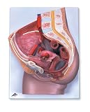3B Scientific Female Pelvis, 2-part