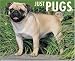 Just Pugs 2008 Calendar (Just)