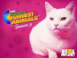Planet's Funniest Animals Season 9