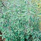 Papalo - Quillquina 100 Seeds - New Herb!