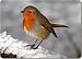 Kitchen & Housewares : ROBIN on SNOW WALL Set of 4 Place Mats