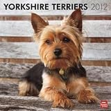 Yorkshire Terriers 2012 Wall Calendar 12