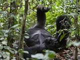 IMAGE OF Male Western Lowland Gorilla Stretching after a Nap Photographic Poster Print by Ian Nichols, 30x40