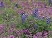 Texas Bluebonnet Flowers Among Phlox, Texas, USA Photographic Poster Print by Adam Jones, 12x16