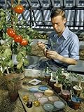 Biologist in a Greenhouse Applies a Hormone to a Tomato Seedling Photographic Poster Print by Jack Fletcher, 30x40