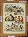 C1950 Nursery Rhyme Peculiar Cats Fancy Dress Animals