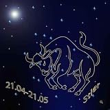 Stier - 24
