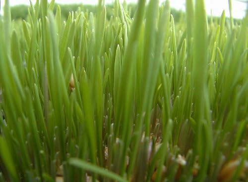 1000 Seeds of Kansas Wheat, Wheat Seed, Cat Grass, Wheat Grass, Better Than Organic