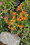 Amazon / Hirts: Perennials; Sun: Koi Geum Perennial - New for 2011!