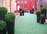 Boxwood Ball 20