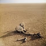 Skeleton of a Giraffe, Dead of Thirst, Ravaged by Hyenas and Vultures, Lying in Dried Lake Bed Photographic Poster Print by Loomis Dean, 24x24