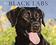 Just Black Labs 2010 Calendar Just Black Labs 2010 Calendar
