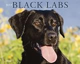 Just Black Labs 2010 Calendar
