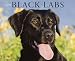 Just Black Labs 2010 Calendar