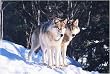 Grey Wolf Duo 1000pc Jigsaw Puzzle