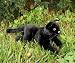 Cat (black) 18in Animal Puppet (P8076T)
