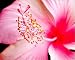 Photographic Prints of Hibiscus flower from ClownFish Photo