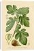 Canvas Prints of Ficus (Fig) from Mary Evans