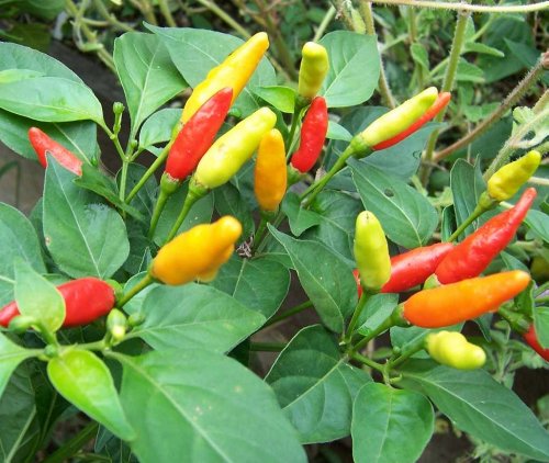 Tabasco Pepper 4 Live Plants - MAKE YOUR OWN SAUCE - Hot Tabasco Pepper 4 Live Plants - MAKE YOUR OWN SAUCE - Hot