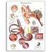 3B Scientific Glossy Paper Human Ear Anatomical Chart
