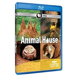 Nature: The Animal House [Blu-ray]