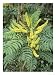 Chinese Hollygrape, Mahonia Lomariifolia Photographic Poster Print by Geoff Kidd, 18x...