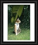 Framed Print of Domestic Cat - with flea collar, name tag and bell from Ardea