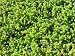 Sedum sexangulare, 70 Pflanzen