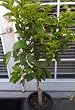 Semi Dwarf Lisbon Lemon Tree Five Gallon