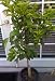 Semi Dwarf Lisbon Lemon Tree Five Gallon