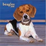 Beagles 2008 Square Wall