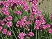 Close-Up Flowers of Thrift or Sea Pink, in June, Devon Photographic Poster Print by Michael Black, 24x32