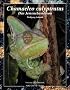 Chamaeleo calyptratus: Das Jemencham�leon
