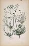 Flowering Plants Cron Spurrey Knotted Spurrey Print
