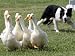 Shep, a Two-Year Old Border Collie, Herds Ducks Photographic Poster Print, 24x18
