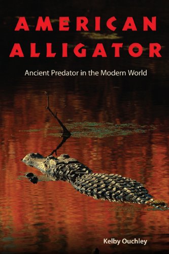 american alligator ancient predator in the modern world