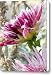 Dahlias and Lambs Ear Canvas Print / Canvas Art - Artist Christine Belt