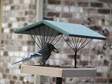 Birds Choice Recycled Fly-Thru Bird Feeder with Green Roof