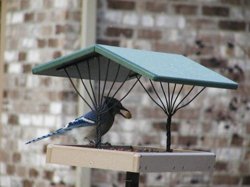 Birds Choice Recycled Fly-Thru Green Roof