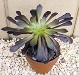 Black Rose Tree - Aeonium arboreum - RARE - Easy to grow! - 5