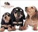 dachshund42 - Dachshund Deluxe 2010 Square Wall ARTLIST Multilingual Edition