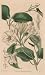 1840 Hand Painted Antique Print of the Sweet Scented Mandevilla - $129