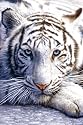 White Tiger (Close Up) Art Poster Print - 24" X 36"